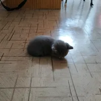 original sound - graveri