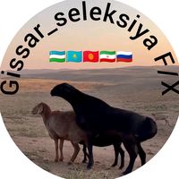 gissar_seleksiya