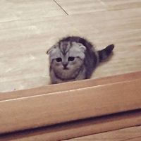 original sound - coăn bò buồn cười