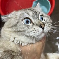 original sound - cat_outnow