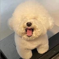 original sound - Bunnie 🐰