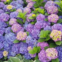 butterfly_8520