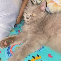 original sound - Academic overachiever