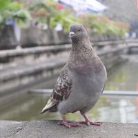 bocautruongu
