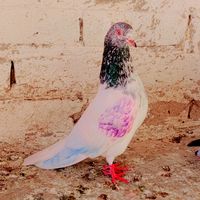 almasbutt240