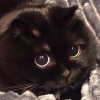 オリジナル楽曲 - (՞•֊•՞)