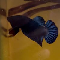 bettabansuan