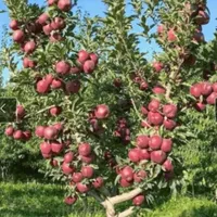 original sound - user112903550