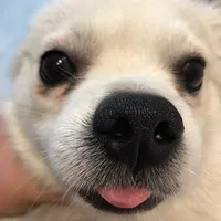 original sound - phm.phi819