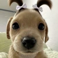 tphatchino