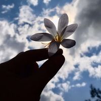 _hibarajput321