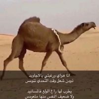 zy_5ll2