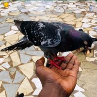 pigeon.master11