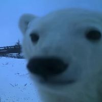 оригинальный звук