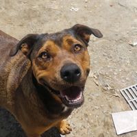 jujuba.dog1