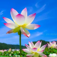 original sound - limaakther135