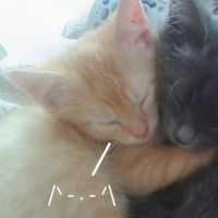 suara asli - dev ★ - (am prem rbio!)