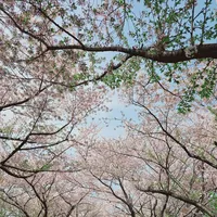 original sound - shienkim29