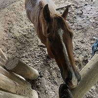 my.quarter.horse3