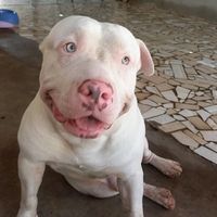 timao_pitbull