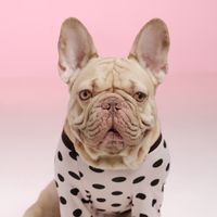shabu_frenchie