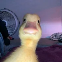 original sound - dkfflydwie6