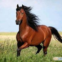 ahmadillo_55.55