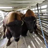 original sound - eastlandtransportltd