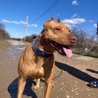 weq_labinjo20karijamosh