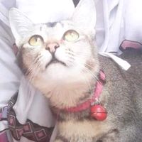 original sound - meowry family 💕