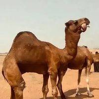 الصوت الأصلي