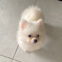 nhạc nền - Tình yêu là gì ?