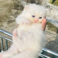 _mimu_52
