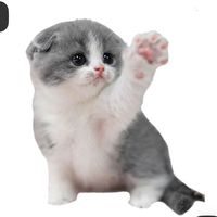 babylqny