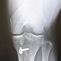 オリジナル楽曲 - しゃけ