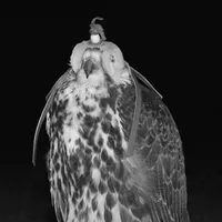 original sound - zlzal.3