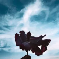 original sound - glimpseofnature9