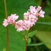 original sound - kaziii293