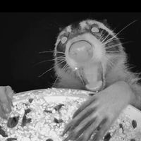 оригинальный звук