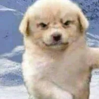 original sound - lyricsdasofi