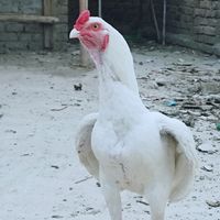 heeramorgh2