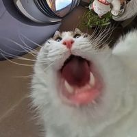 nhìn cl l trâu