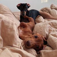 оригинальный звук