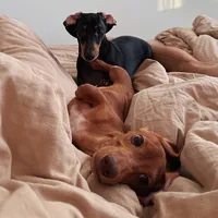 original sound - augustdoma