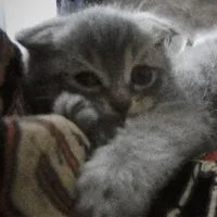 original sound - leothecat_124