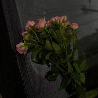 _nf_003