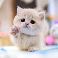 original sound - sofyan.lukum23