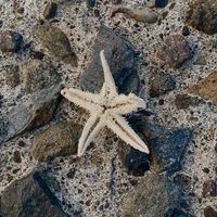 suara asli - cuttiepumpkins✨🫀