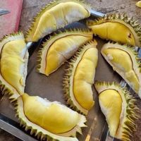 durianjaokhun789