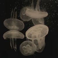 magnifi9_4
